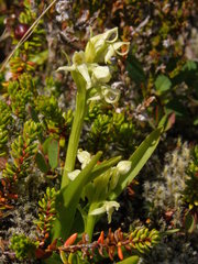 Platanthera hyperborea