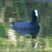 Caribbean Coot - Photo (c) barloventomagico, some rights reserved (CC BY-NC-ND)
