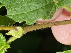 Corylus cornuta cornuta