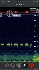 Hipposideros armiger terasensis