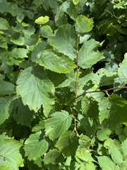 Corylus cornuta cornuta