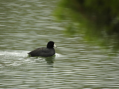 Fulica americana