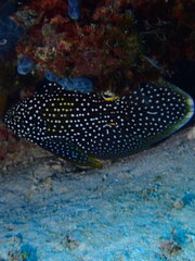 Calloplesiops altivelis