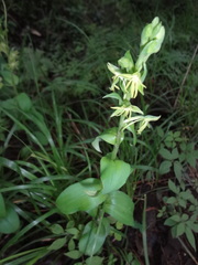Habenaria uncata