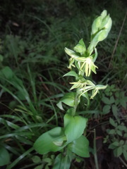 Habenaria uncata