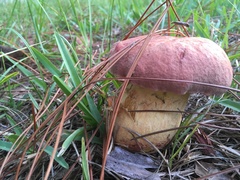 Pulchroboletus rubricitrinus image