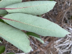 Diospyros virginiana image