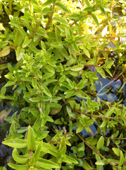 Limnophila aromatica