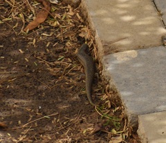 Chalcides ocellatus