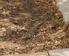 Chalcides ocellatus