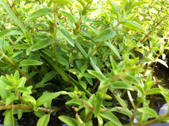 Limnophila aromatica