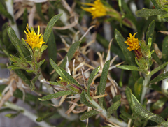 Ericameria parryi
