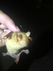 Myotis formosus flavus