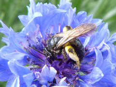 Andrena pilipes
