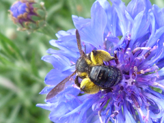 Andrena pilipes