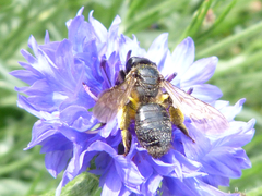 Andrena pilipes