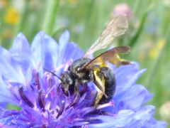 Andrena pilipes