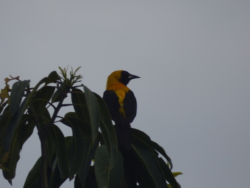 Icterus chrysater