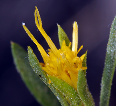 Ericameria parryi