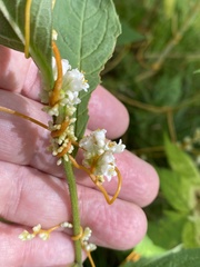 Cuscuta rostrata