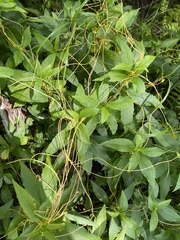 Cuscuta cephalanthi