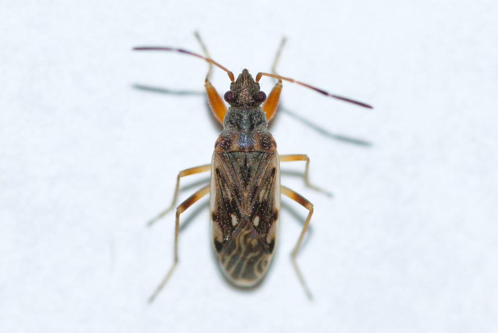 Ligyrocoris