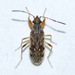 Ligyrocoris - Photo (c) Owen Strickland, some rights reserved (CC BY), uploaded by Owen Strickland