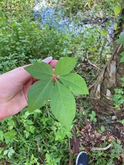 Parthenocissus quinquefolia image