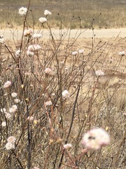 Eriogonum nudum auriculatum