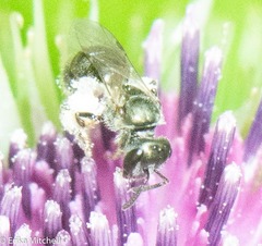 Lasioglossum imitatum