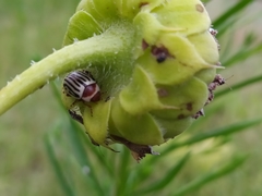 Zygogramma exclamationis