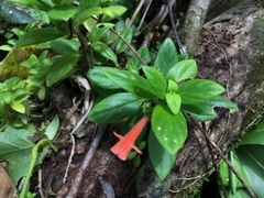 Columnea scandens