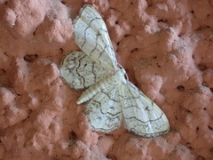 Idaea moniliata