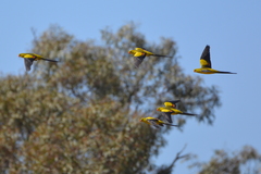 Polytelis anthopeplus