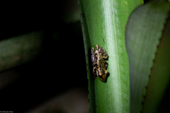 Scinax crospedospilus