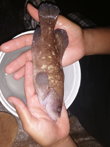 Blackfin soapfish (Rypticus nigripinnis) — Serranidae — 2