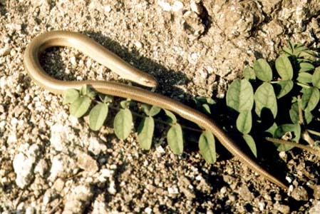 Eastern Slowworm