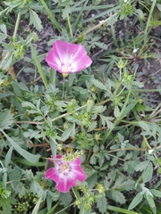 Convolvulus chinensis