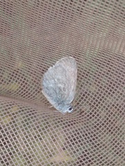 Satyrium semiluna