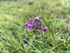 Allium allegheniense