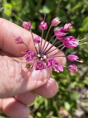 Allium allegheniense