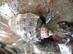 Rapaninae