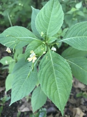 Impatiens parviflora