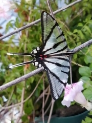 Protographium epidaus fenochionis