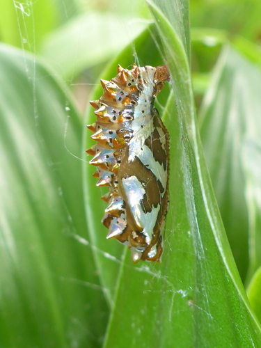 Mexican Fritillary