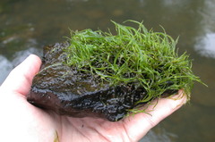 Podostemum ceratophyllum