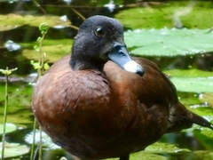 Pteronetta hartlaubii