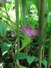 Curcuma elata