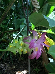 Curcuma elata