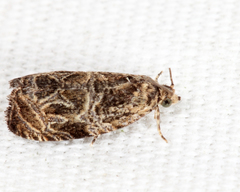 Olethreutes permundana